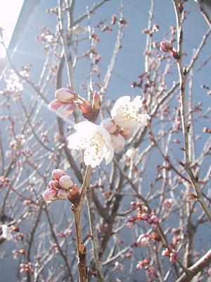 桜が咲きました ♪_c0140863_15331474.jpg