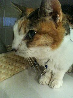 キチュネが脱走?_f0054677_6213245.jpg