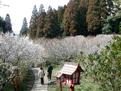 筑前山田 梅林公園_c0036203_17351629.jpg