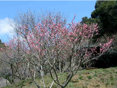 筑前山田 梅林公園_c0036203_17355324.jpg