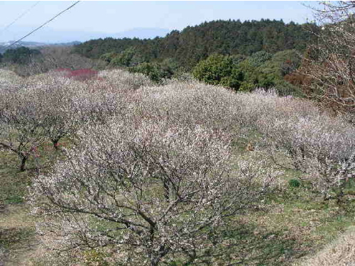 筑前山田 梅林公園_c0036203_17414156.jpg