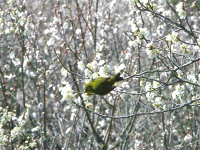筑前山田 梅林公園_c0036203_1747293.jpg
