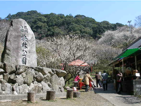 筑前山田 梅林公園_c0036203_176356.jpg