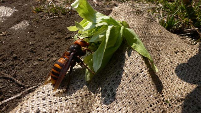 昔は里山だった場所でスズメ蜂らしき蜂を発見 昆虫ブログ むし探検広場