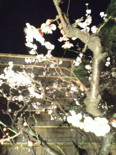 夜の梅もまた美し。_d0091416_2044765.jpg