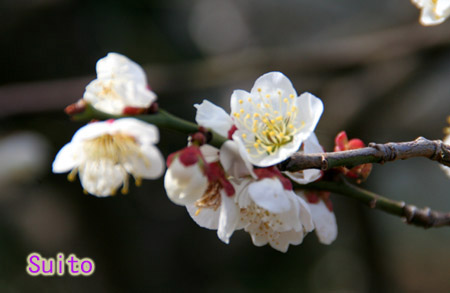 ヒスイカズラが咲きました（大船植物園）_f0002533_1654090.jpg