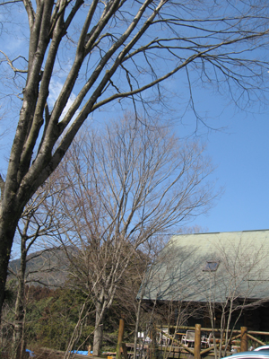 e0110940_874136.jpg