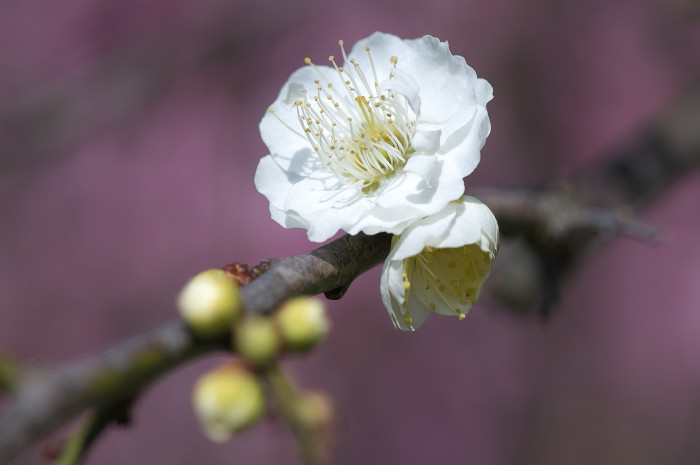 春の陽気_e0056449_21574528.jpg