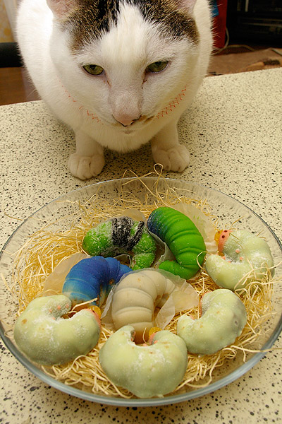 カブトムシ幼虫チョコレート到着 ぶつぶつ独り言2 うちの猫ら21 カブトムシ幼虫チョコレート到着 ぶつぶつ独り言2 うちの猫ら21