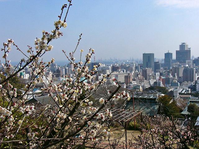 神戸北野天満神社の梅 たんぶーらんの戯言 神戸北野天満神社の梅 たんぶーらんの戯言