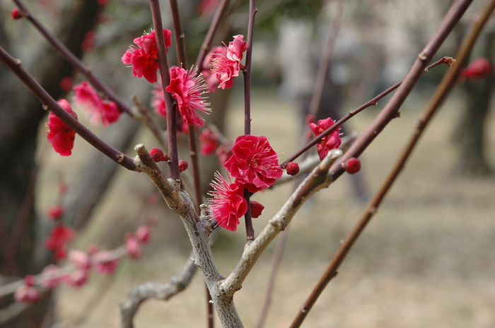 梅の花_e0041562_18383738.jpg