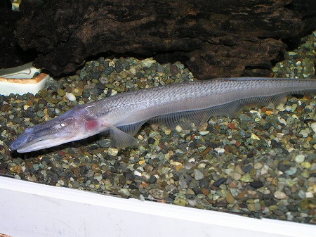 ペリカンナイフ入荷 リミックス名東店熱帯魚