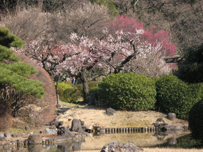 小石川植物園 その一　梅_a0085679_1981096.jpg