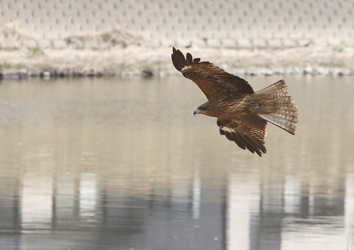 合い間の鳥撮り_f0113782_19385369.jpg