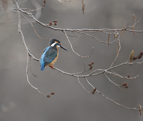 合い間の鳥撮り_f0113782_19391224.jpg