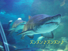 クアラルンプールの水族館_f0144385_16505816.jpg