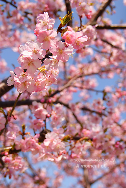 三浦海岸の河津桜_d0143741_2244211.jpg