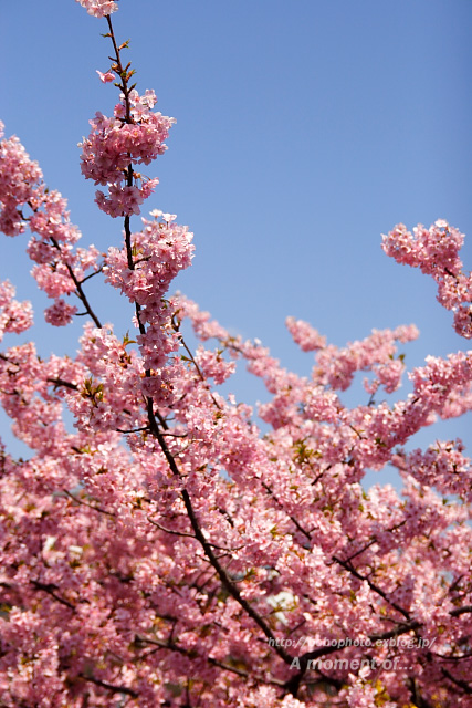 三浦海岸の河津桜_d0143741_22444272.jpg