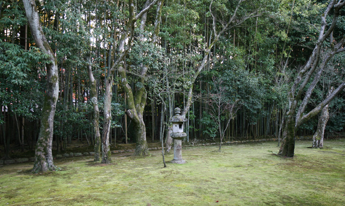 京都　大徳寺　高桐院　楓と苔 2_e0127948_17211755.jpg