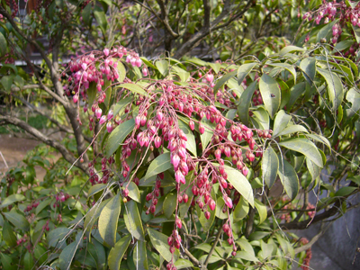 春の木の花_b0045357_8392544.jpg