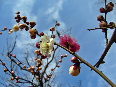 春の木の花_b0045357_8461729.jpg