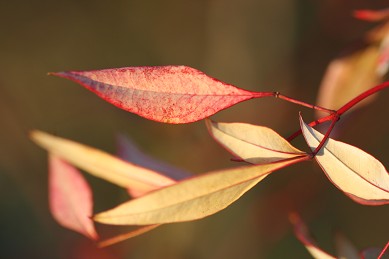 花見山　ロウバイがいい香りでしたが_c0073564_234153.jpg