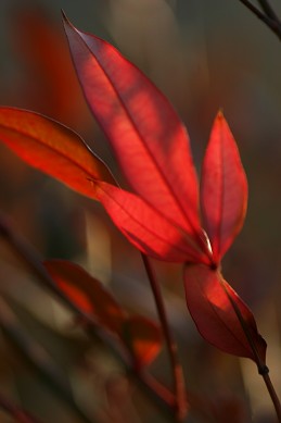 花見山　ロウバイがいい香りでしたが_c0073564_2343026.jpg