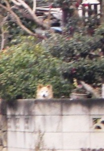 c0078480_2232665.jpg
