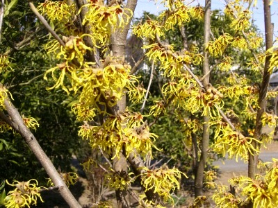c0078480_2333242.jpg