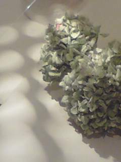 カワイタハナ_d0104091_040899.jpg