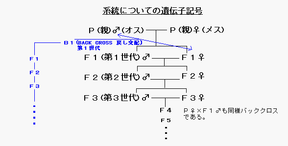 遺伝子記号 グッピークラブ 遺伝子記号 グッピークラブ