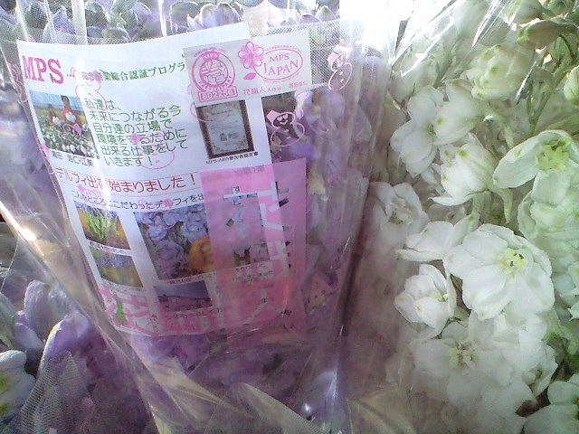 デルフィ初出荷です_d0099708_9411990.jpg
