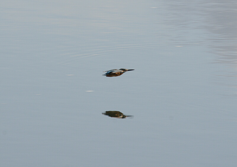 那珂川のカワセミ（“証拠写真”でしか‥‥‥）_d0137627_20583452.jpg