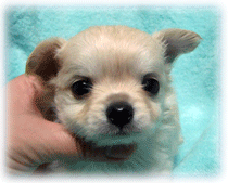 b0078030_015383.gif
