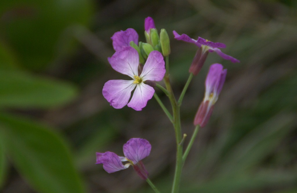 菜の花_d0053930_6494275.jpg