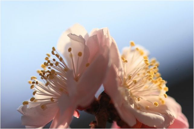 散歩道の梅の花_e0052135_22514466.jpg