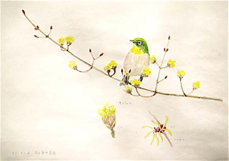 #ネイチャー・スケッチ #Naturesketch #野鳥スケッチ #メジロ『目白』_a0083553_04481.jpg