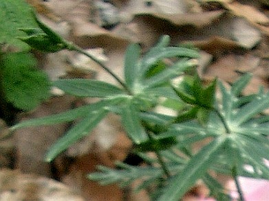 セツブンソウ(節分草)・・・環境省RDB絶滅危惧II類(VU)_c0085874_15523862.jpg
