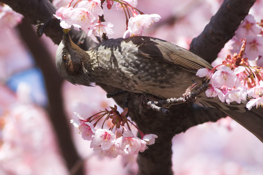 ヒヨドリ（鵯）　だめな鳥ではない　_a0083081_16402653.jpg