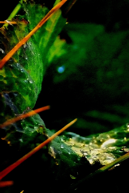 雨露で春化粧・・・田舎の春_c0140486_15305921.jpg