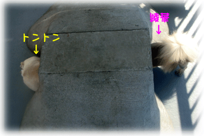 b0078030_2242422.gif