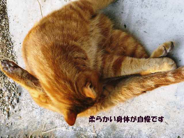 【うらうら~♪うろうろ~♪の猫さんたち】_b0009849_21172467.jpg
