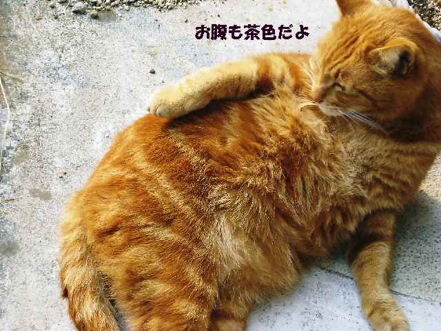 【うらうら~♪うろうろ~♪の猫さんたち】_b0009849_21173630.jpg