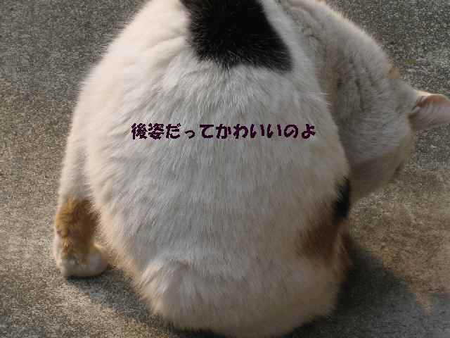 【うらうら~♪うろうろ~♪の猫さんたち】_b0009849_21202147.jpg