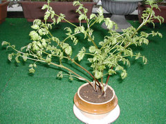 a0088456_18564830.jpg