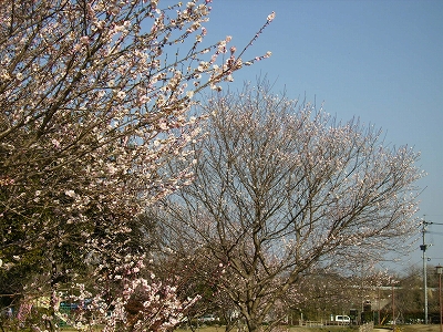 e0139859_20362696.jpg