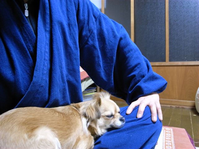 愛犬ゴンちゃん_c0103362_1820047.jpg