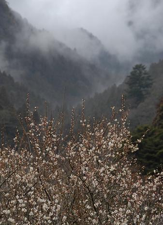 趣味の写真・・・川売の梅・霧景色　　　鳳来町_b0105374_13254914.jpg