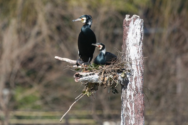 ★カワウの撮影に行ってきました(上野・不忍池)_e0046474_0434890.jpg