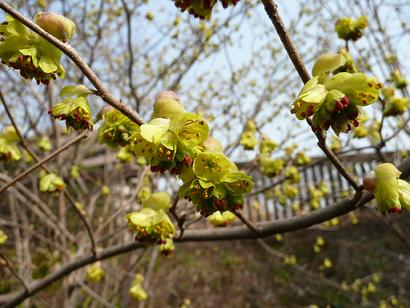 野草園賑わいはじめました。_d0121678_12465692.jpg